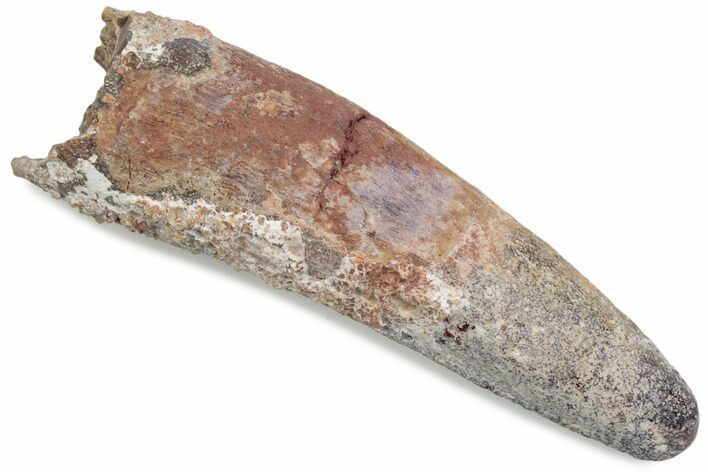 Fossil Spinosaurus Tooth - Real Dinosaur Tooth #376396